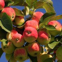 מהם היתרונות של תפוחים ספוגים: יתרונות ונזקים