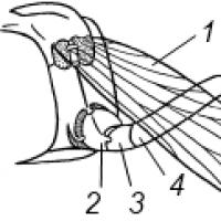 What is the secondary body cavity in insects called?